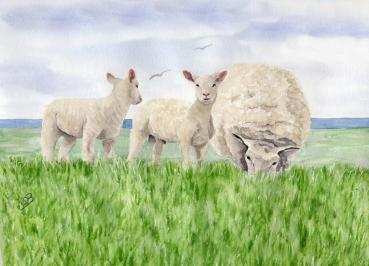 Postkarte DIN-A6 Aquarell Maritim Kunst Druck Kunstdruck Nordsee Ostsee Schafe Schaf Deich Ostfriesland Deichschafe